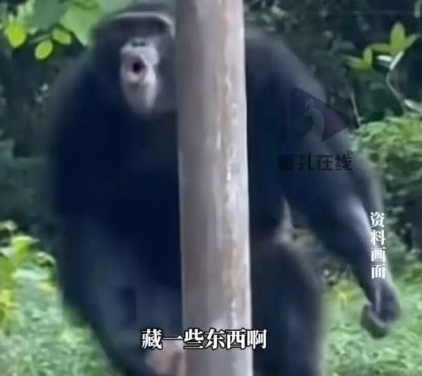 股天乐 广州一动物园黑猩猩扔石头砸中幼儿 回应：事后已第一时间进行处理